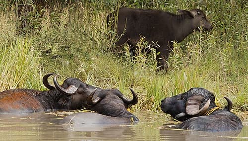 Water Buffalo Nature Print